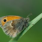 Coenonympha pamphilus