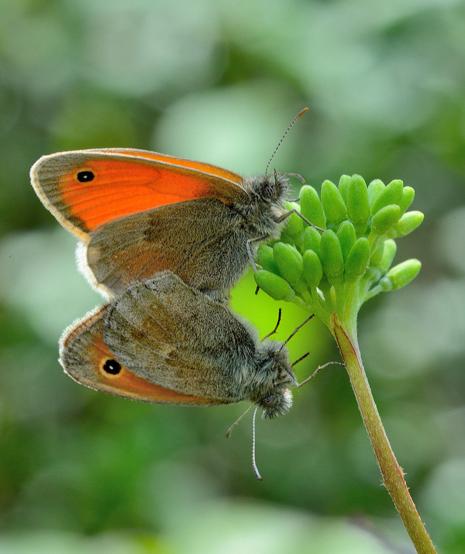 Coenonympha pamphilus