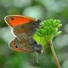 Coenonympha pamphilus