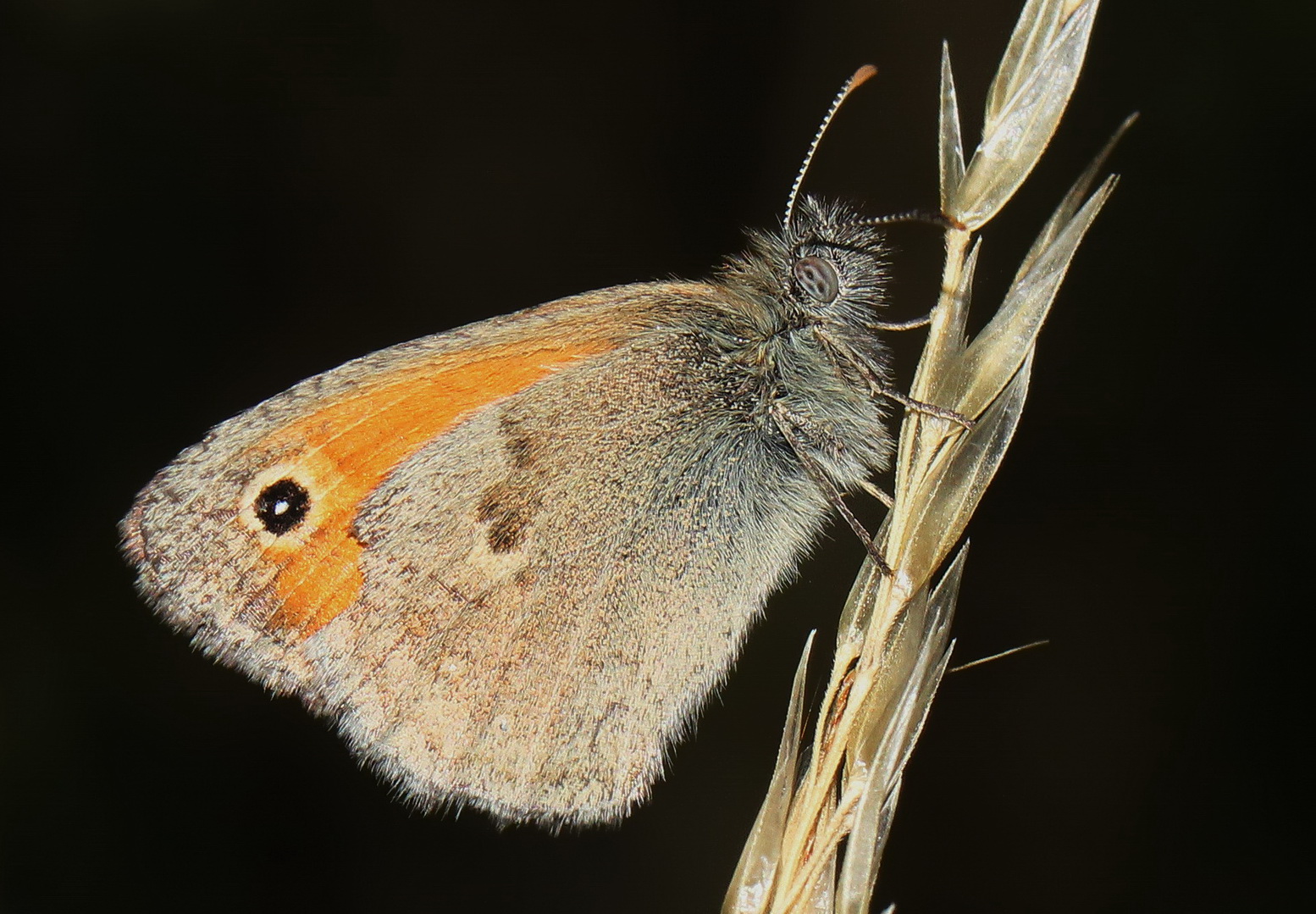 Coenonympha pamphilus