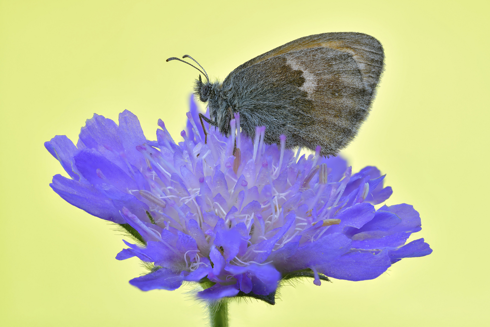 Coenonympha pamphilus