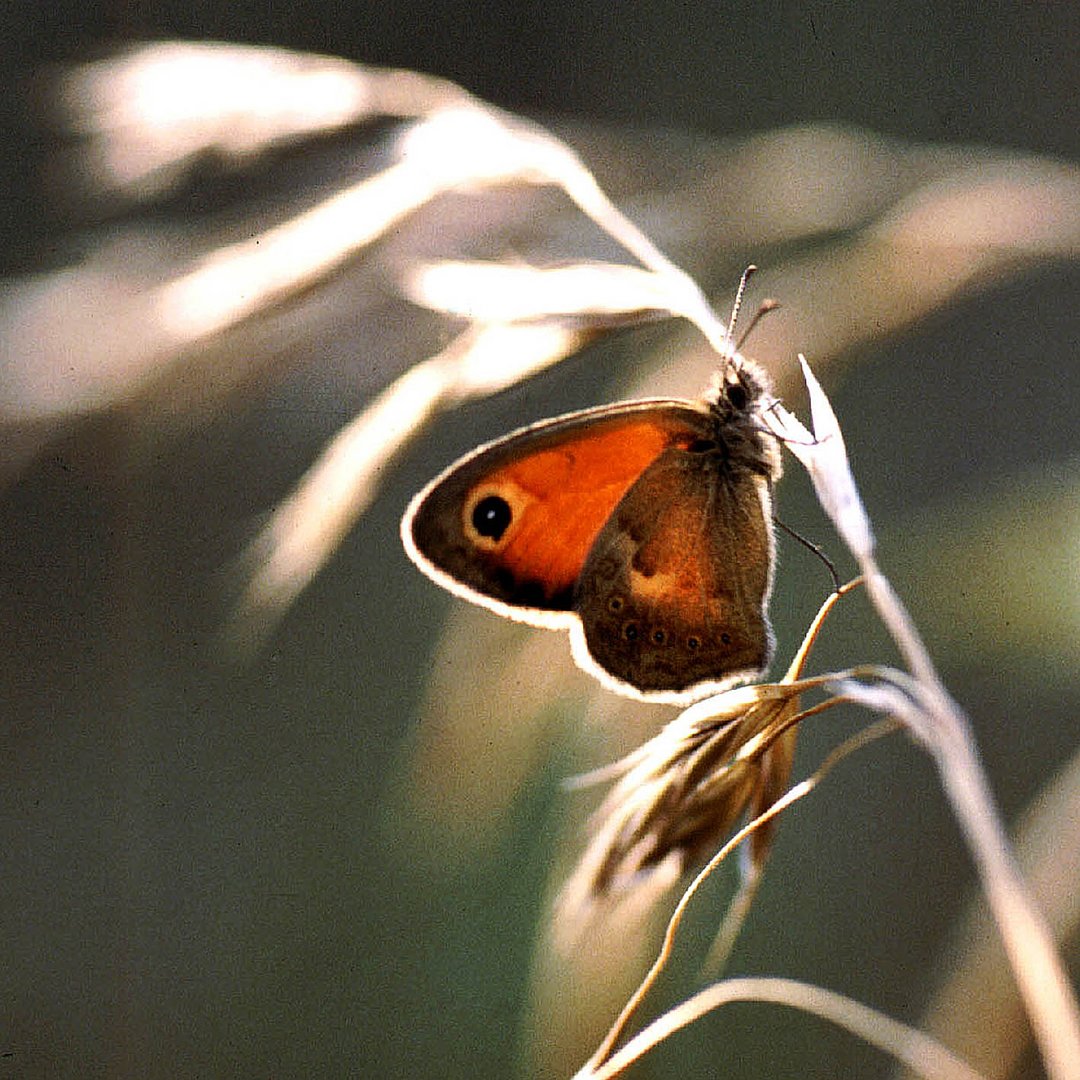 Coenonympha pamphilus