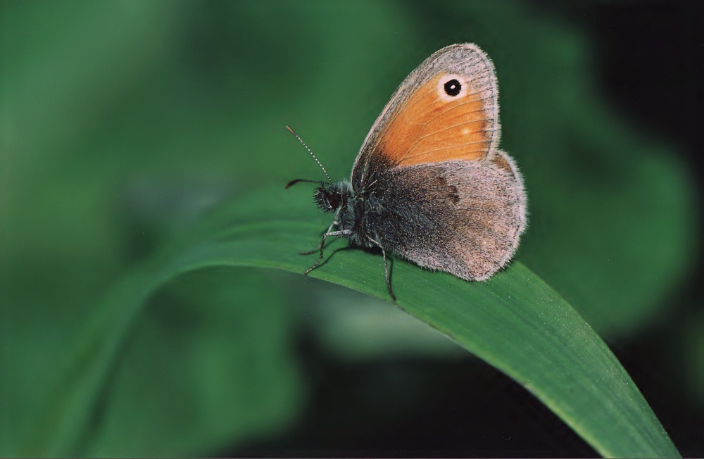 Coenonympha pamphilus