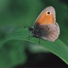 Coenonympha pamphilus