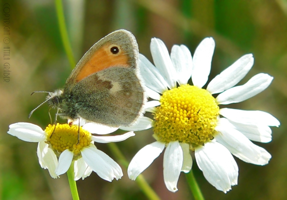 Coenonympha pamphilus