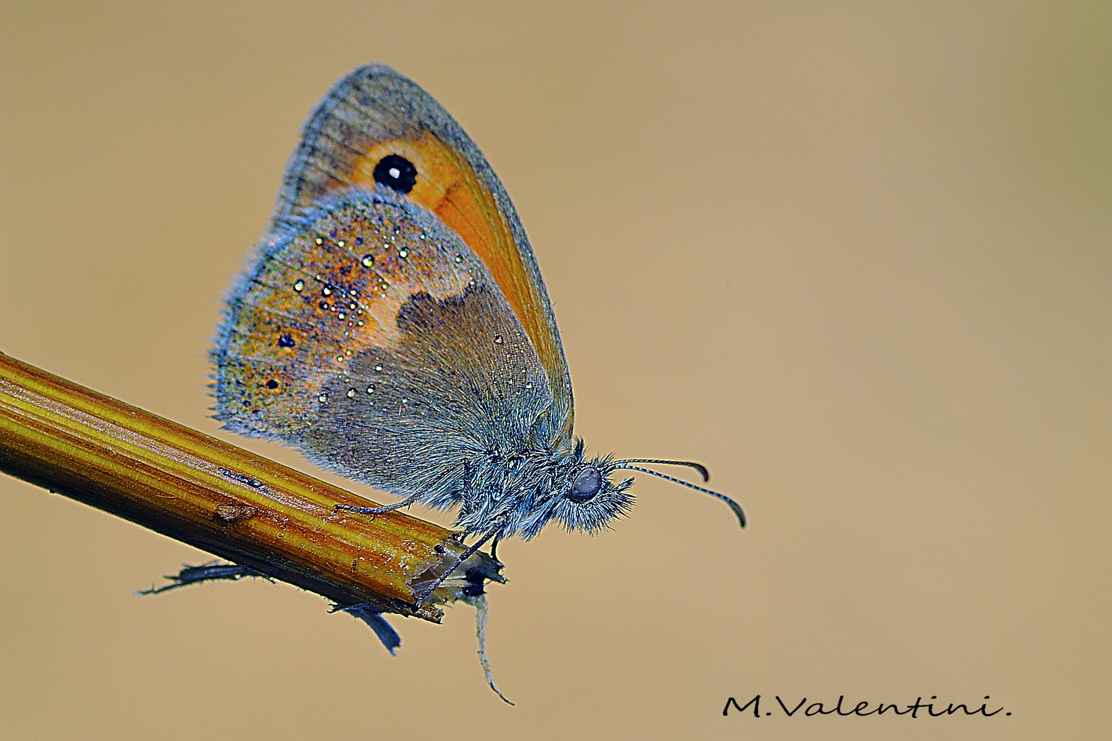 Coenonympha pamphilus,