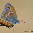 Coenonympha pamphilus,