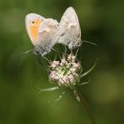 Coenonympha pamphilus - Kleines Wiesenvögelchen...