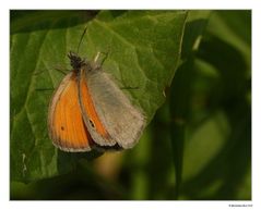 Coenonympha pamphilus - Kleines Wiesenvögelchen