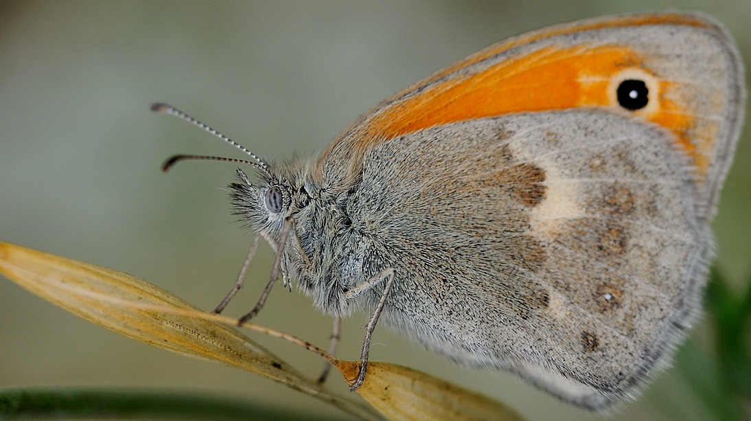 Coenonympha pamphilus Lepidoptera Nymphalidae