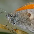 Coenonympha pamphilus Lepidoptera Nymphalidae