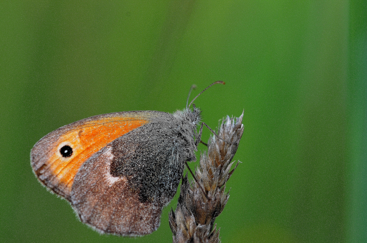 Coenonympha pamphilus Lepidoptera Nymphalidae