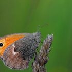 Coenonympha pamphilus Lepidoptera Nymphalidae