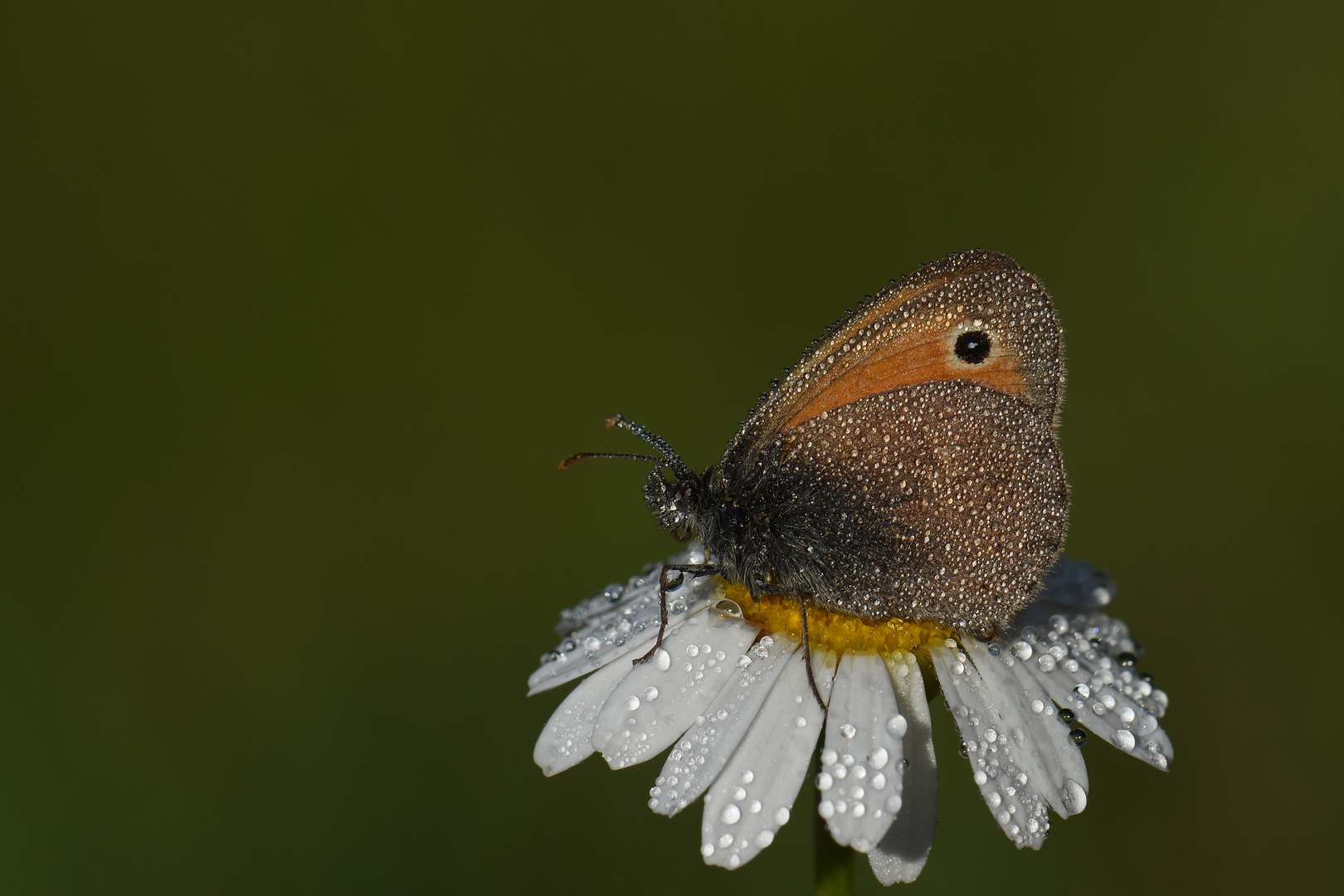 Coenonympha pamphilus , Small Heath