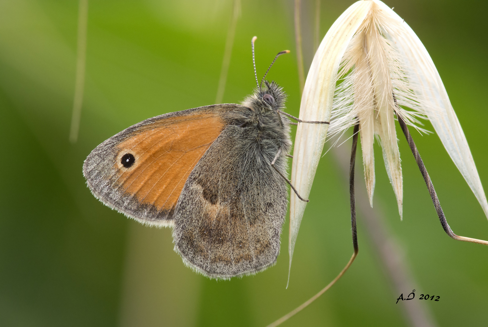 Coenonympha pamphilus V1