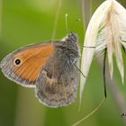 Coenonympha pamphilus V1