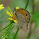 Coenonympha pamphilus(Kleines Wiesenvögelchen)