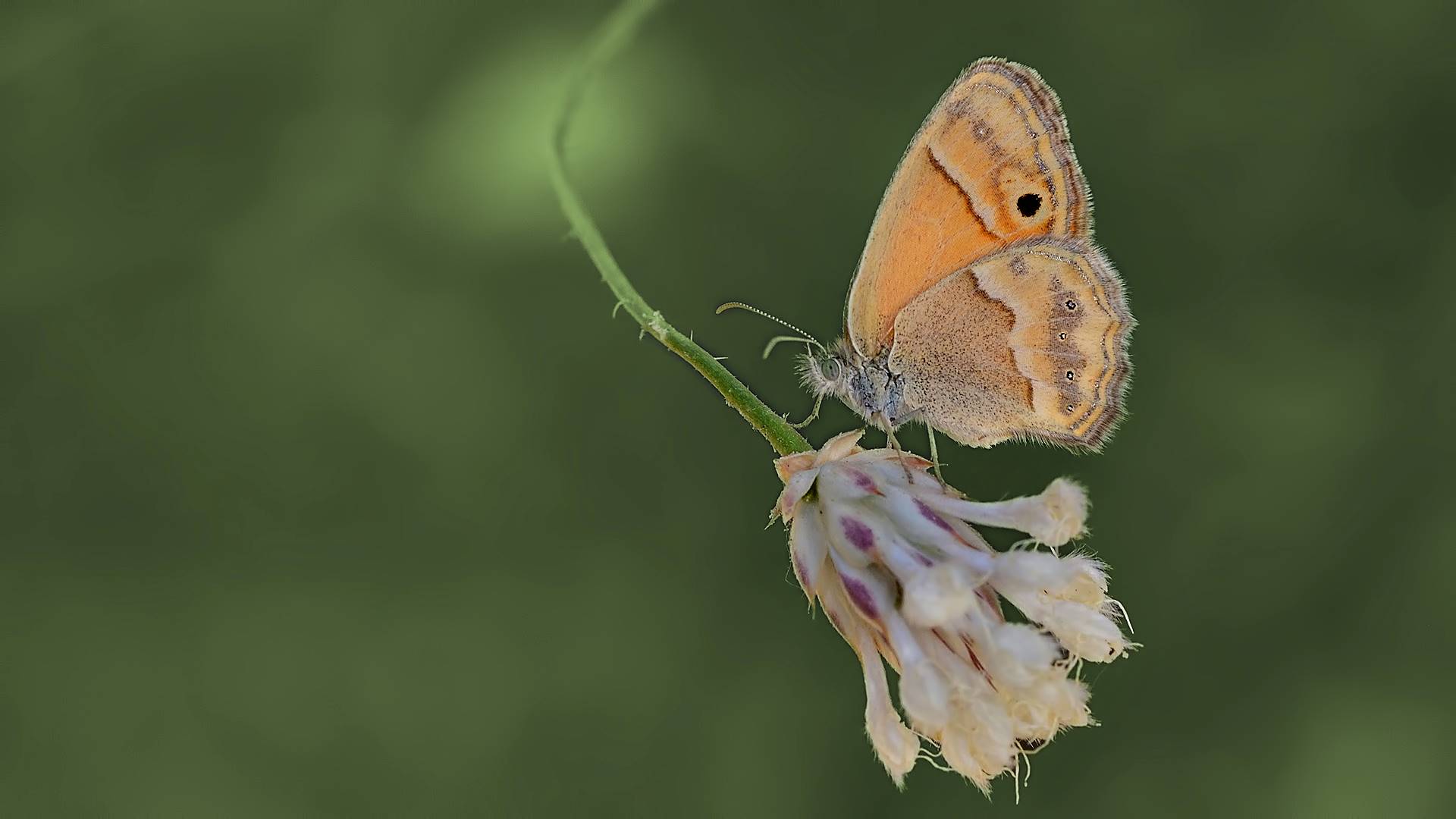 Coenonympha saadi