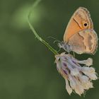 Coenonympha saadi