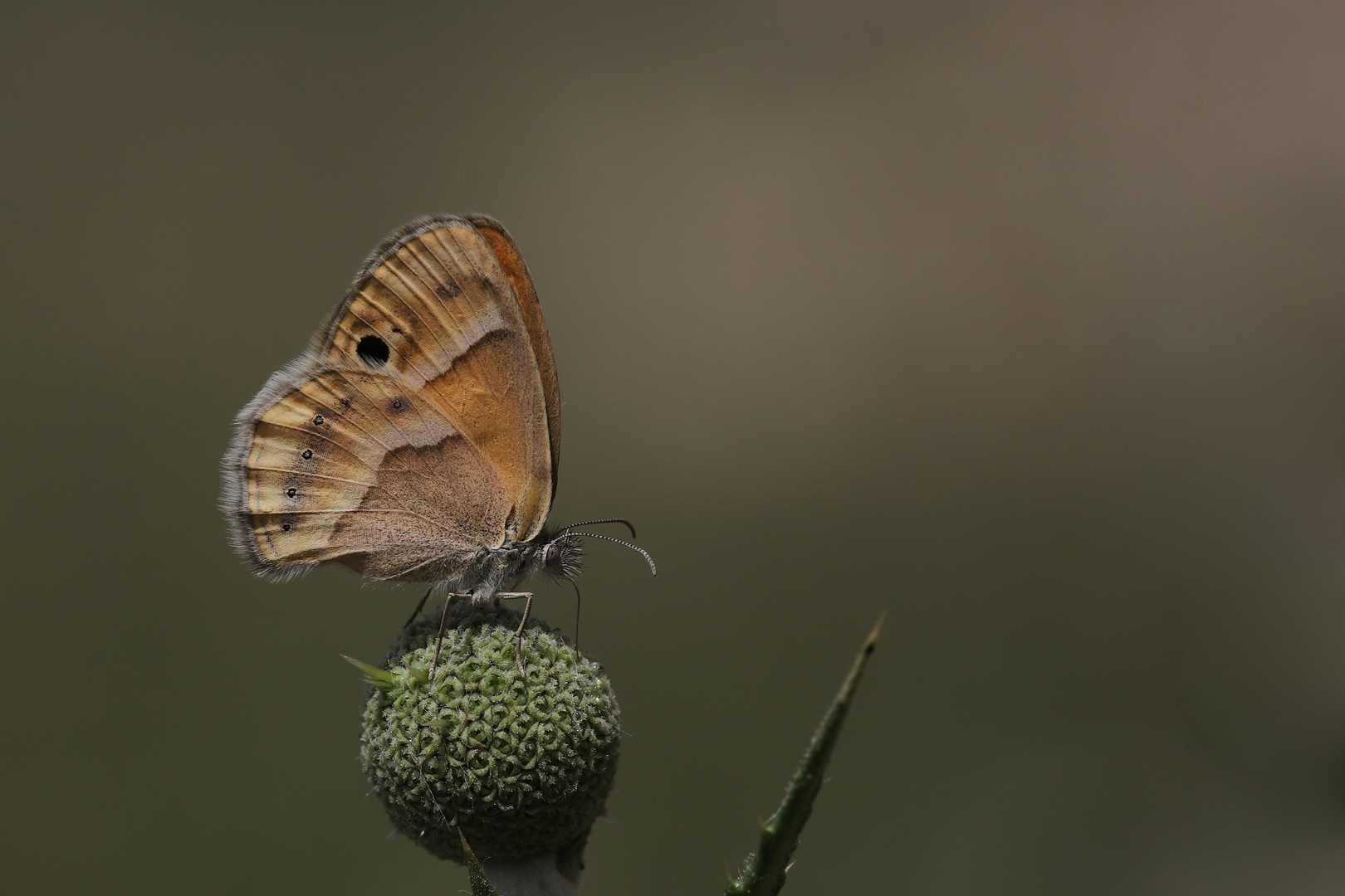 Coenonympha saadi » Saadi's Heath