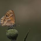 Coenonympha saadi » Saadi's Heath