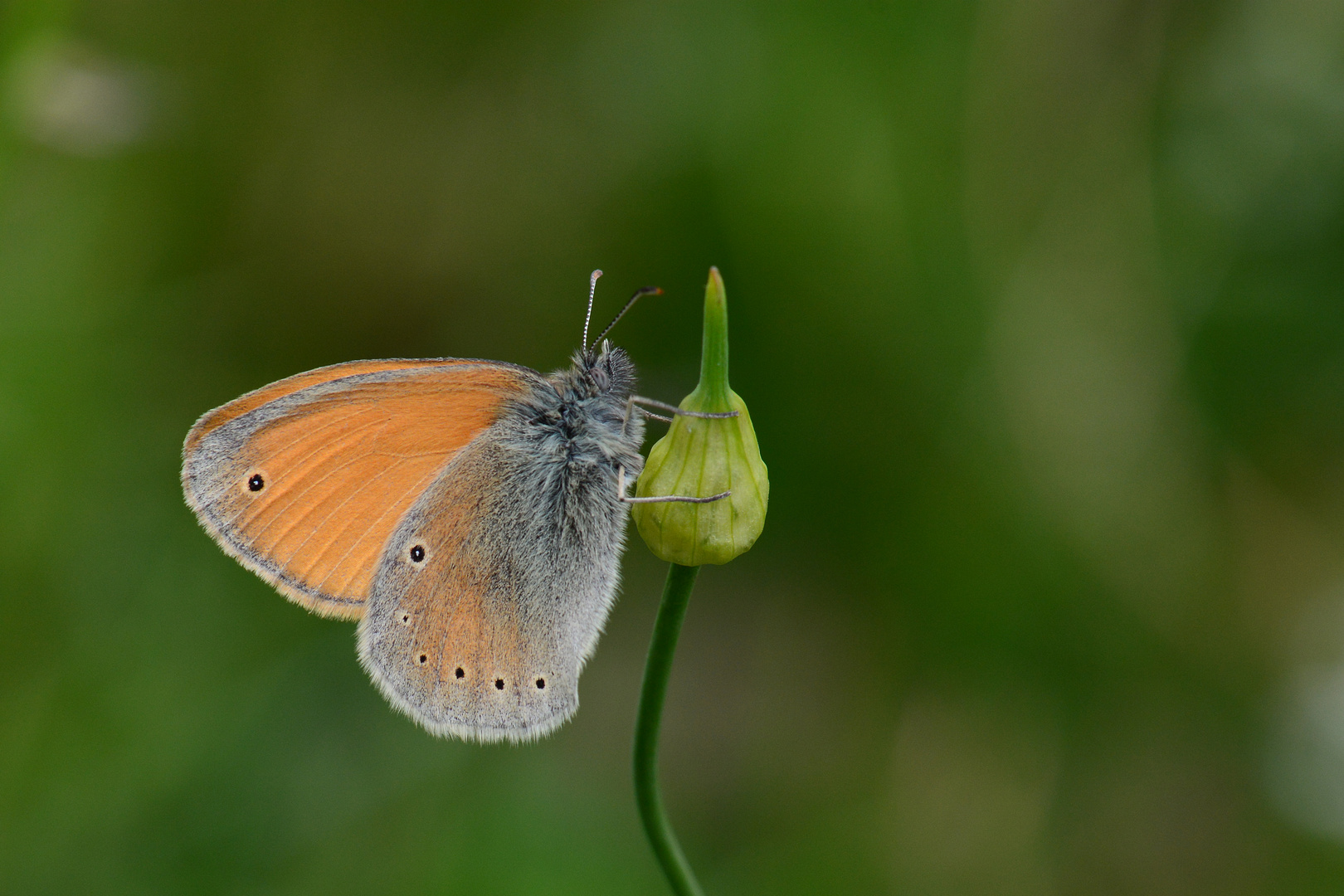 Coenonympha symphyta , Caucasian Heath