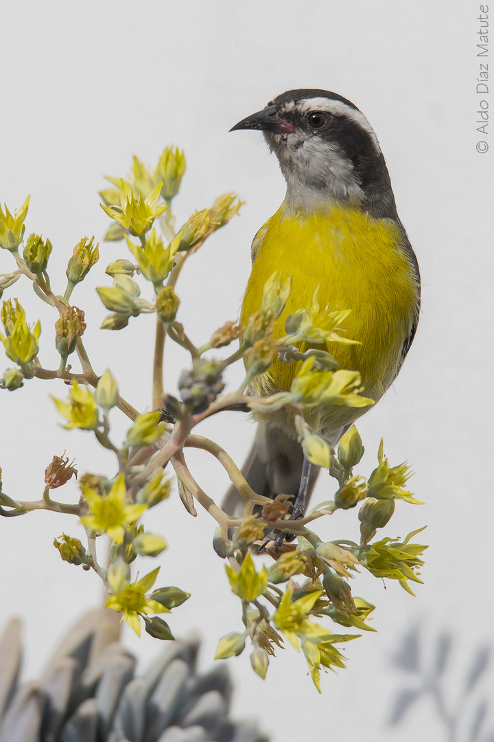 Coereba flaveola