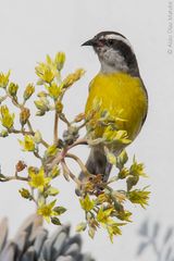 Coereba flaveola