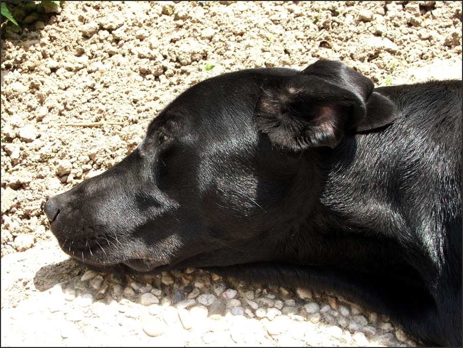 Coesfeld, 15:00 Uhr, 31 Grad im Schatten, der Hund lebt !