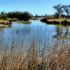 Coeur-Camargue (2)