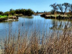 Coeur-Camargue (2)