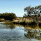 Coeur-Camargue