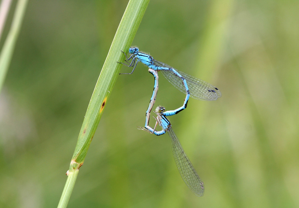 Coeur copulatoire chez l'Agrion porte-coupe