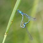 Coeur copulatoire chez l'Agrion porte-coupe