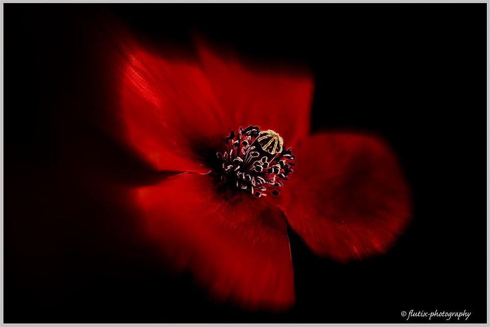 coeur coquelicot