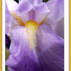 COEUR D IRIS