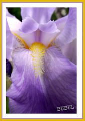 COEUR D IRIS