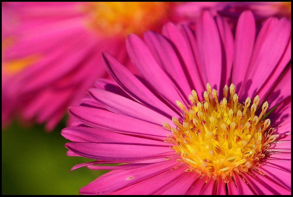 Coeur d'aster au couchant