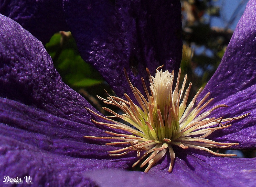 coeur de clématites