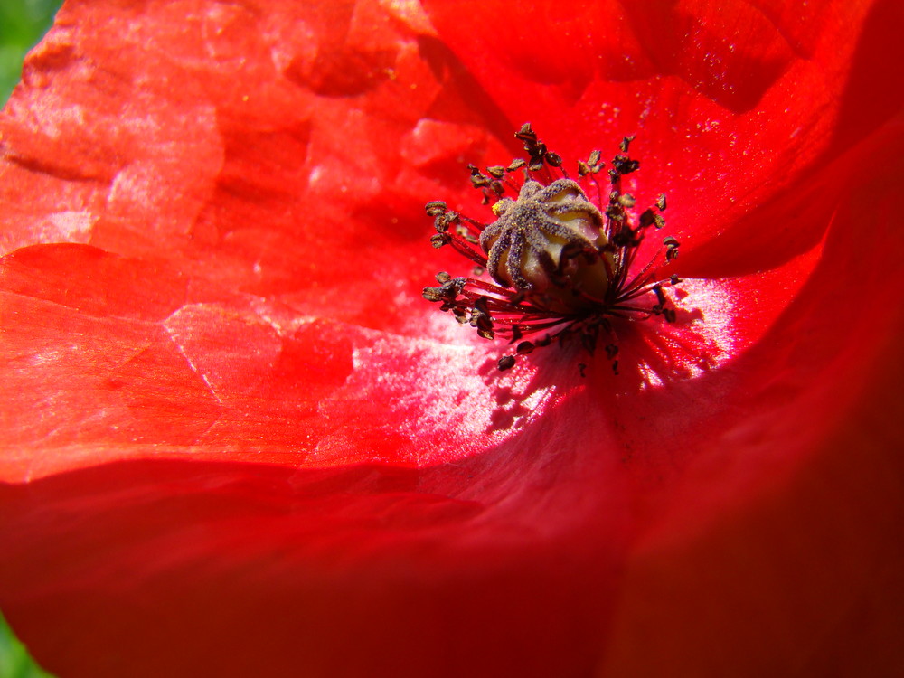 Coeur de coquelicot