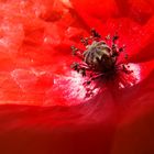 Coeur de coquelicot