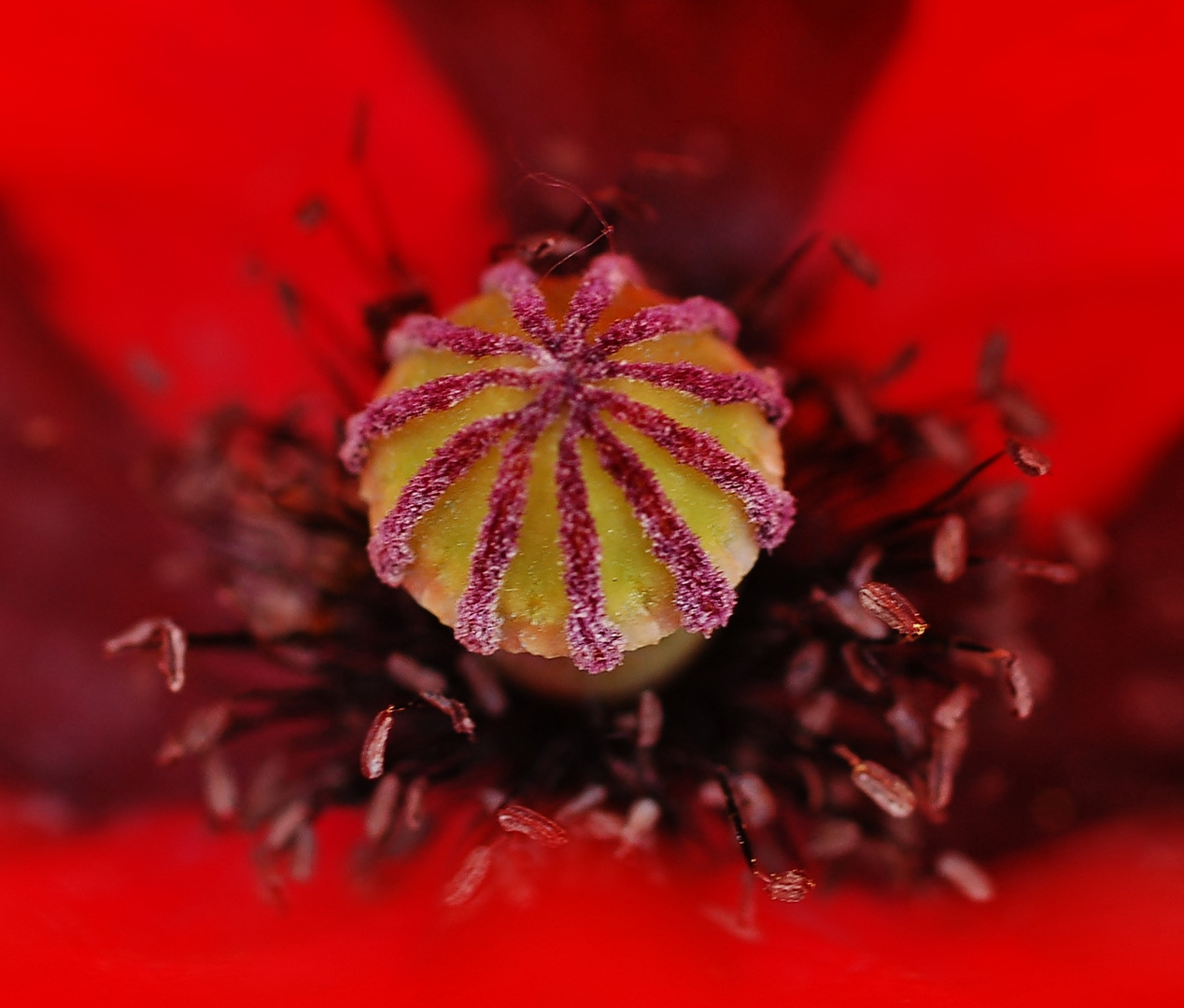 "Coeur de Coquelicot"