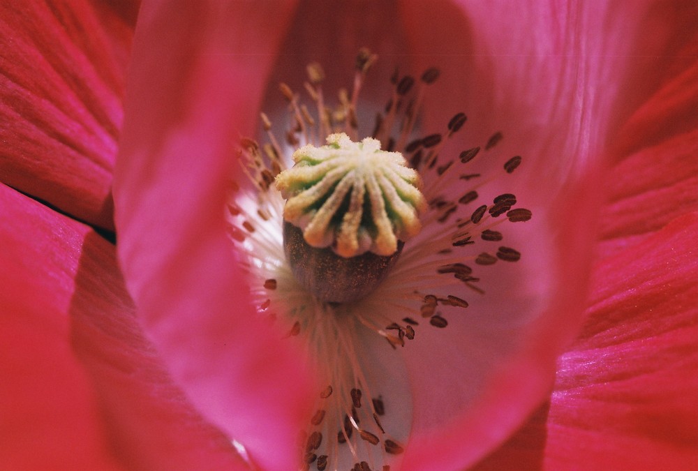 coeur de coquelicot