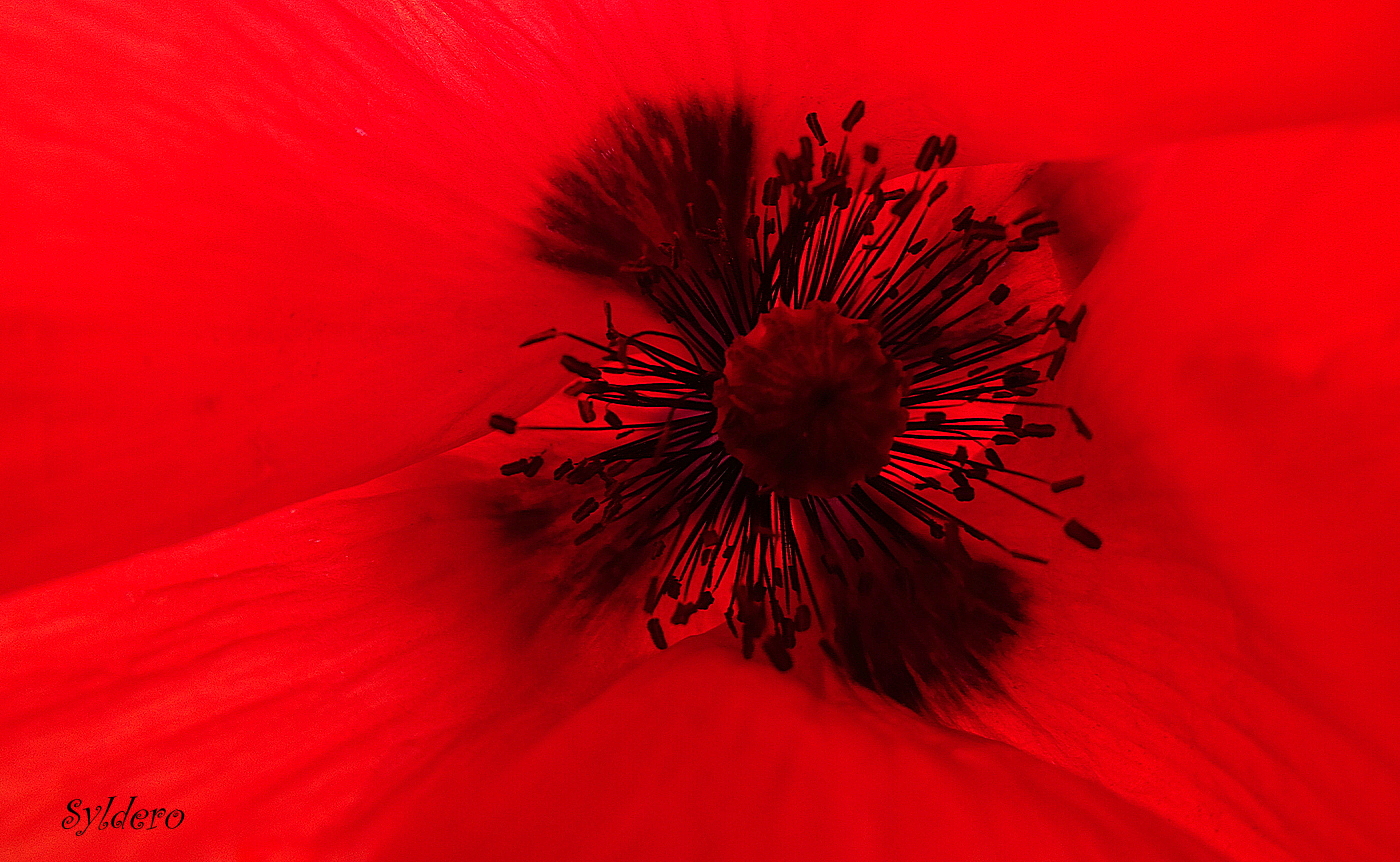 Coeur de coquelicot