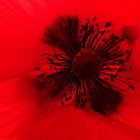 Coeur de coquelicot