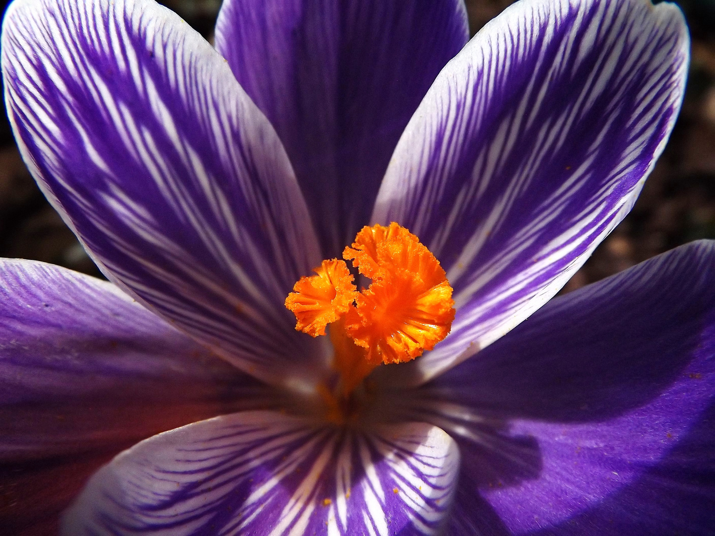 Coeur de crocus