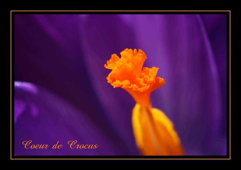 Coeur de Crocus