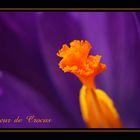 Coeur de Crocus