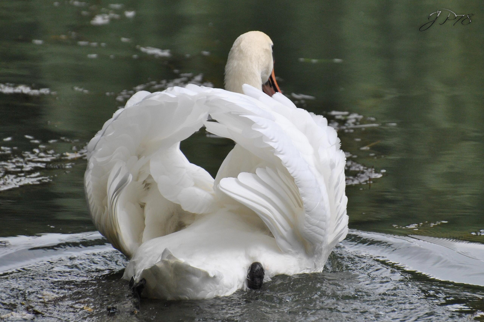 Coeur de Cygne !