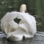 Coeur de Cygne !